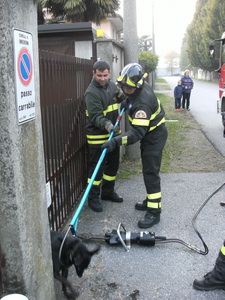 Bastardino incastrato in un cancello a Inveruno